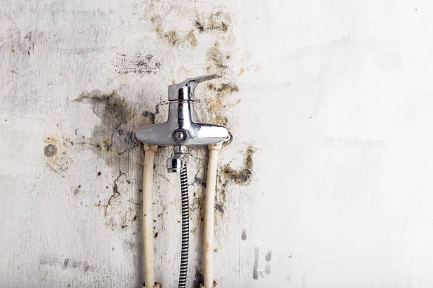 Best Certified Mold Removal  in Olympia Fields, IL