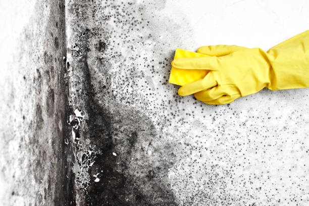 Certified Mold Removal in Olympia Fields, IL