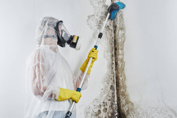 Mold Removal Process in Olympia Fields, IL