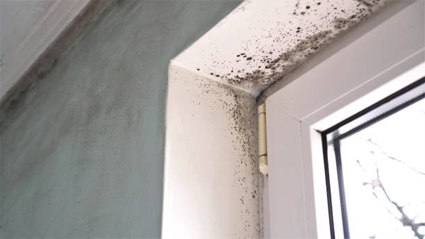 Best Office Mold Removal Services  in Olympia Fields, IL