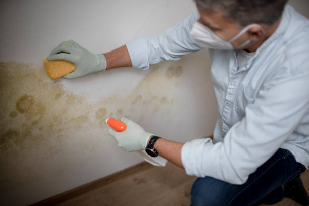 Best Mold Testing  in Olympia Fields, IL