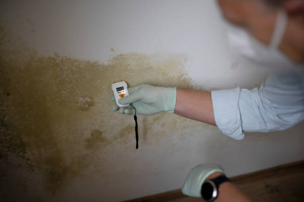 Best Commercial Mold Removal  in Olympia Fields, IL
