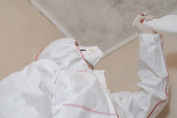 Best Certified Mold Removal  in Olympia Fields, IL