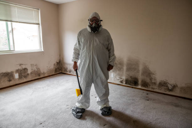 Best Residential Mold Removal  in Olympia Fields, IL