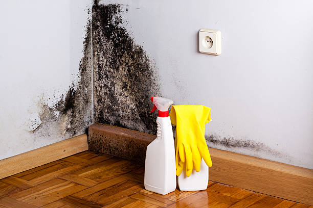 Best Attic Mold Removal  in Olympia Fields, IL