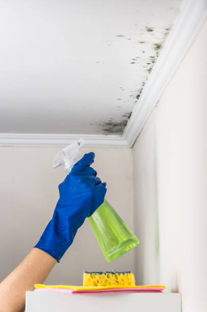 Best Local Mold Removal Service  in Olympia Fields, IL